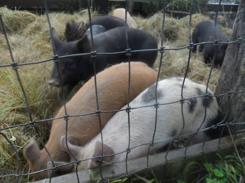 tamworth /Poland China/Hampshire Cross wiener pigs