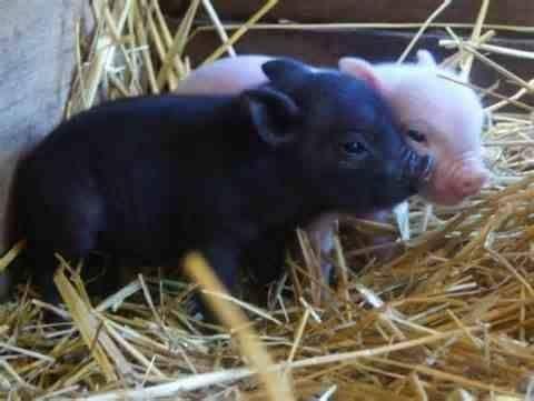 Teacup pigs