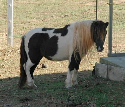 This is Peanut, She is a Shetland Paint Pony, She is also very Sweet