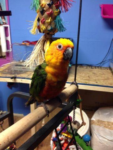 This jenday conure is absolutely beautiful and available