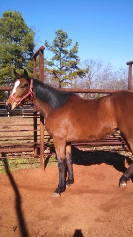 Thoroughbred Mare- Loves to run