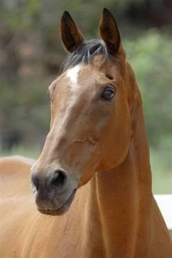 Thoroughbred - Roy - Medium - Senior - Male - Horse