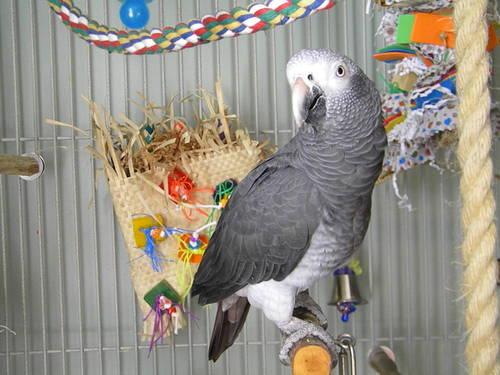 Timneh African Grey for sale