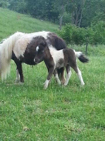 Tiny miniature horse filly with blue eyes