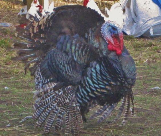 Turkey Turkeys