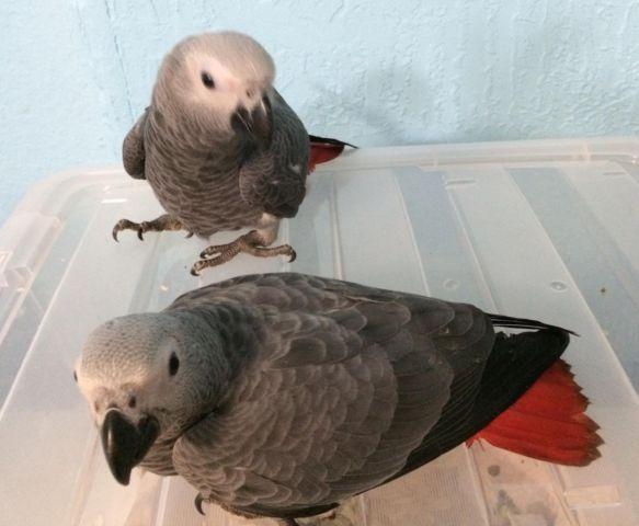 TWO DOMESTIC MALE CONGO GREYS AVAILABLE AT $550 EACH. BREEDERS ONLY