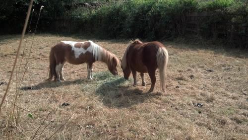 two mini mares great with kids easy keepers