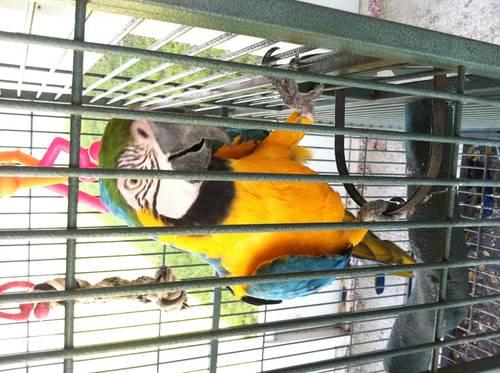 Two pairs of blue and gold macaws TRADE or