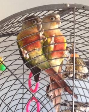 Two Pairs of Green Cheek Conures