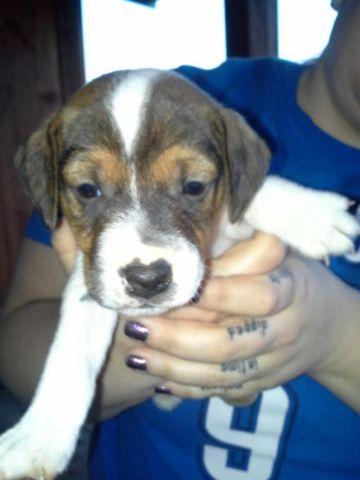 Ukc Jack Russell Terrier Puppies For Sale In Porter Oklahoma