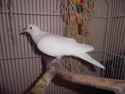 URGENT: Male Dove - Beautiful, Cage Included!