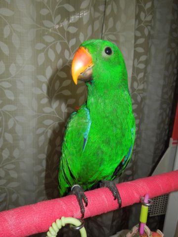 Very Sweet Male Eclectus baby