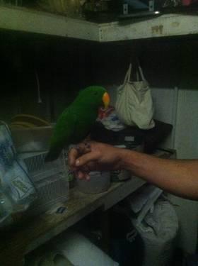 Very tame sweet Eclectus male