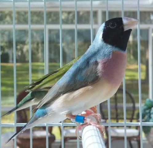 Volume Discount on - Lady Gouldian Finches