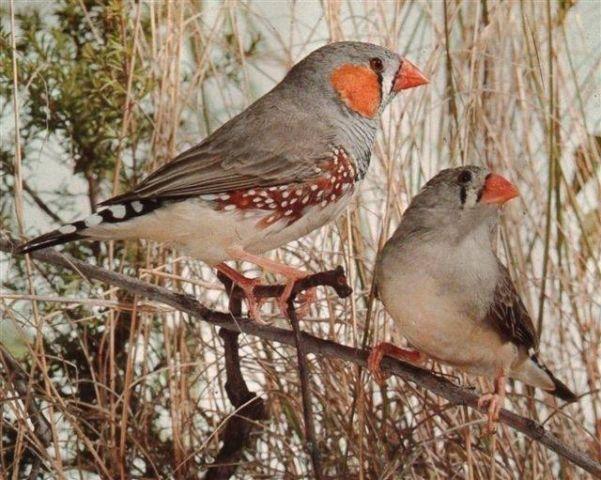 WANTED DIFFERENT ZEBRA FINCH MUTATIONS