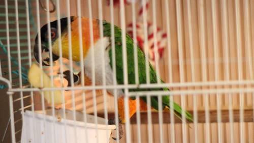 WANTED FEMALE BREEDER BLACK HEADED CAIQUE