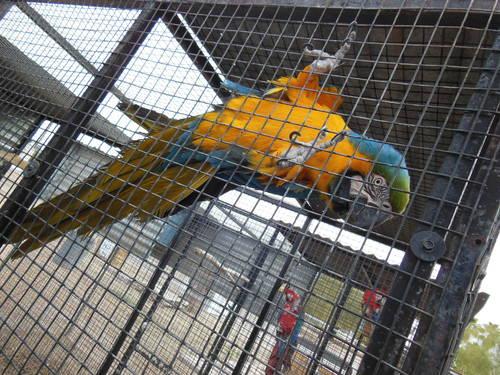 Wanted - Pair of Yellow Collar Macaws