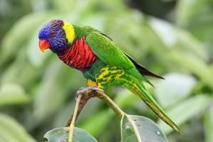 WANTED: PROVEN MALE SWAINSON'S LORIKEET