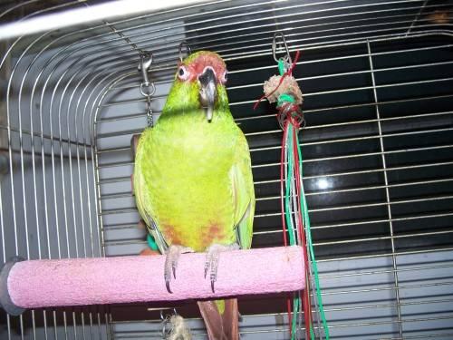 wants male alexandria and mustache parakeet