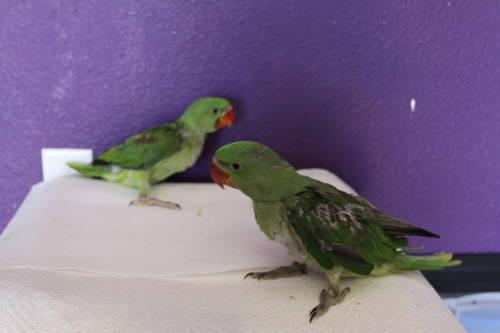 Weaned Gold-cap Conure baby! Ready for new home!