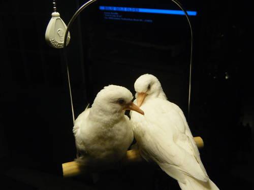 White Belly Caique Babies for Sale!