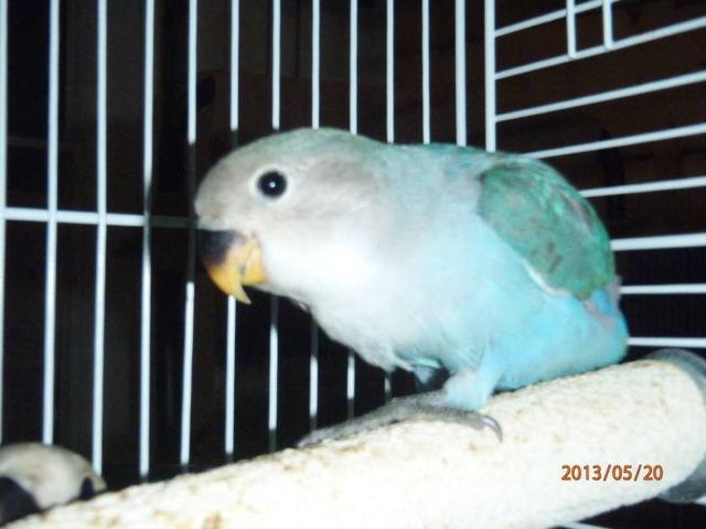 White Belly Caiques for Sale!