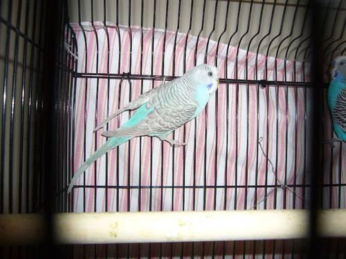 white dove with large cage