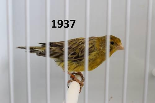Yellow Agate Canary - Female