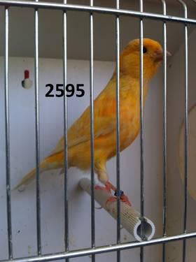 Yellow Agate Canary - Male