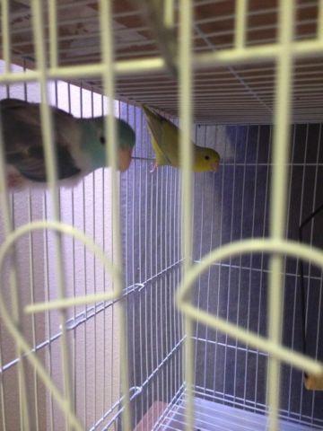Yellow and blue pied parrotlet birds