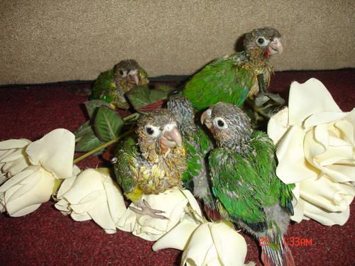 Yellow Rose of Texas Yellow Side Conures