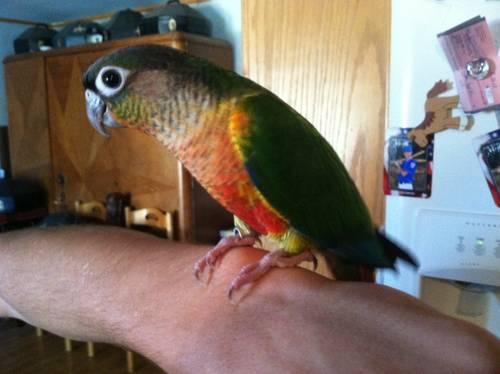 Yellow-sided Green Cheek Conures