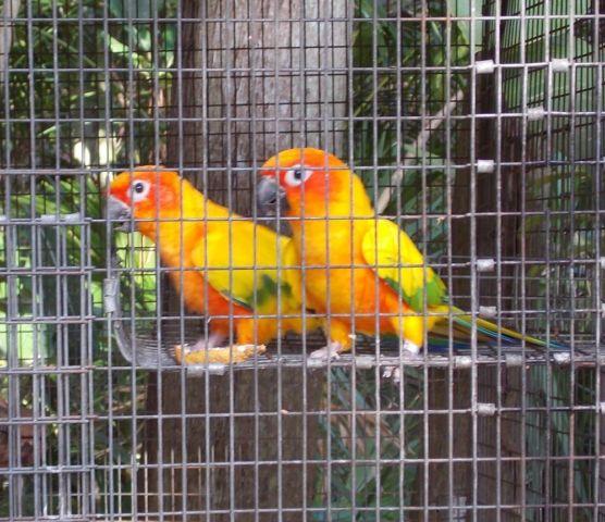 YOUNG BONDED PAIR OF SUN CONURE WITH DNA CERTIFICATES $300