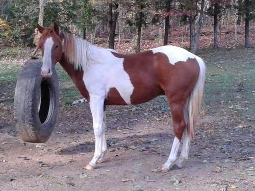 Young paint quarter horse
