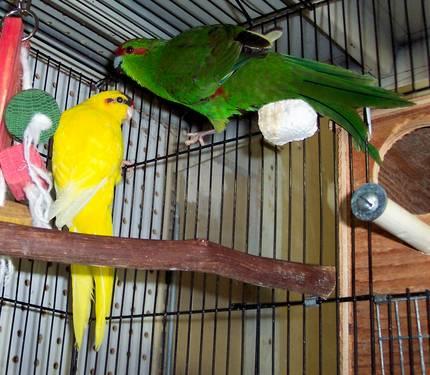 Young Rosifrond conures
