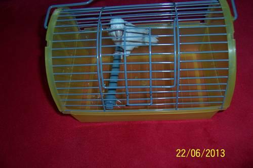 YOUNG WHITE FEMALE PARROTLET