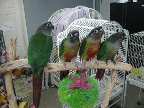 Young Yellow sided Green Cheek Conure