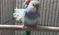 $10 a beautiful female parakeet, she's a little blue with gray/brownish marks ,
She would be the perfect gift for Christmas