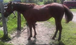 She has been ridden by an intermediate rider in parades and on the farm. She has had one foal before, a sorrel stud colt. She is ready to go the direction you would like to take her and may be a gaming prospect. She stands 14.1 hands. Asking $600 or best