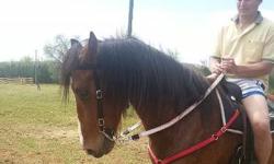 Oz is a wonderful gelding but every advanced and I am a begginner. He was sold to me as western and english but I have found he needs an english rider who wants to work him and I am a befinner western trail rider. He side passes, crosses front legs and