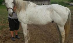 17 year old gelding, his name is Jett (sir name is Boldjettapart) 17 hands, will take any bit. He is up to date on vaccinations & just got his feet trimmed. I bought him at the sale barn in Shipshewanna. He is a thoroughbred retired race horse from the