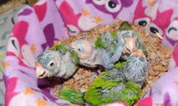 The baby is almost ready to go, it is weaning now. It has not been DNA'd, but this can be done for you. The cost is $25.00 for the test. The baby is being weaned onto Zupreem Cockatiel Pellets, Higgins Vita Parrot seed and lots of fruits and veggies. Very