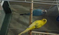 1 Blue and 1 Yellow 8 month old parakeets. I would like to find them a loving home. I am asking $50 for them including the cage but will also take the best offer not under $40. If you have any questions please contact me.
Thank you!