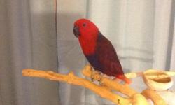1 year old eclectus female. friendly, talker, full feathered no plucking issues besides sometimes grooms her tail too hard and shreds the feather but doesn't pull out. she will come with her cal cage that has a play area on top, toys, perches, and
