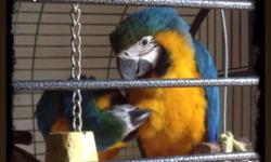 I have a one year old blue and gold macaw that I can no longer care for due to moving to a smaller place.. She is beautiful and very smart, her name is Maggie... She comes with a new cage just bought 4 months ago and all her toys and a bucket full of