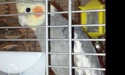 I am rehoming a Grey Cockatiel named Boomer. I have had him since he was 3 months old and have been socializing him since. Lately I've been finding my not enough time for him that he deserves. He comes with every thing you need for him, toys, perches,