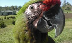 Beautiful 1 year old Female military macaw with very large cage, play top ect. Speaks extremely well, including her name, hello, hi, and about a half million other words and weird noises. Very healthy UTD on nail trims ect. Seaking a home that has another