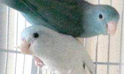 PLEASE MAKE OFFER
2012 Parrotlet Babies (6 females), 3 blue and 3 green split bue
Parrotlet Mated Pairs (most are late 2011 birds and have only been set up for a few months):
Male X Female:
* Blue X Green/Blue (produce 6-7 in clutch almost all blue) SALE
