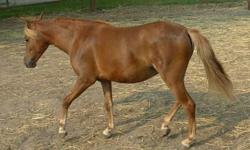 We have a nice foal crop this year of ASPC/AMHR ponies -- priced from $550 and up. Proven show quality pedigrees and variety of colors. Also, have a two year old ASPC mare. Email me for pics and what we have available. www.knutsonskolorsfarm.com