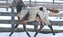 Lovely Appaloosa filly with a stunning head and excellent conformation. Well bred to be a serious show prospect. Pedigree is full of World and National Champions (ApHC and AQHA). This is a healthy, gentle filly who should be tall (sire is 16.1 hands) and